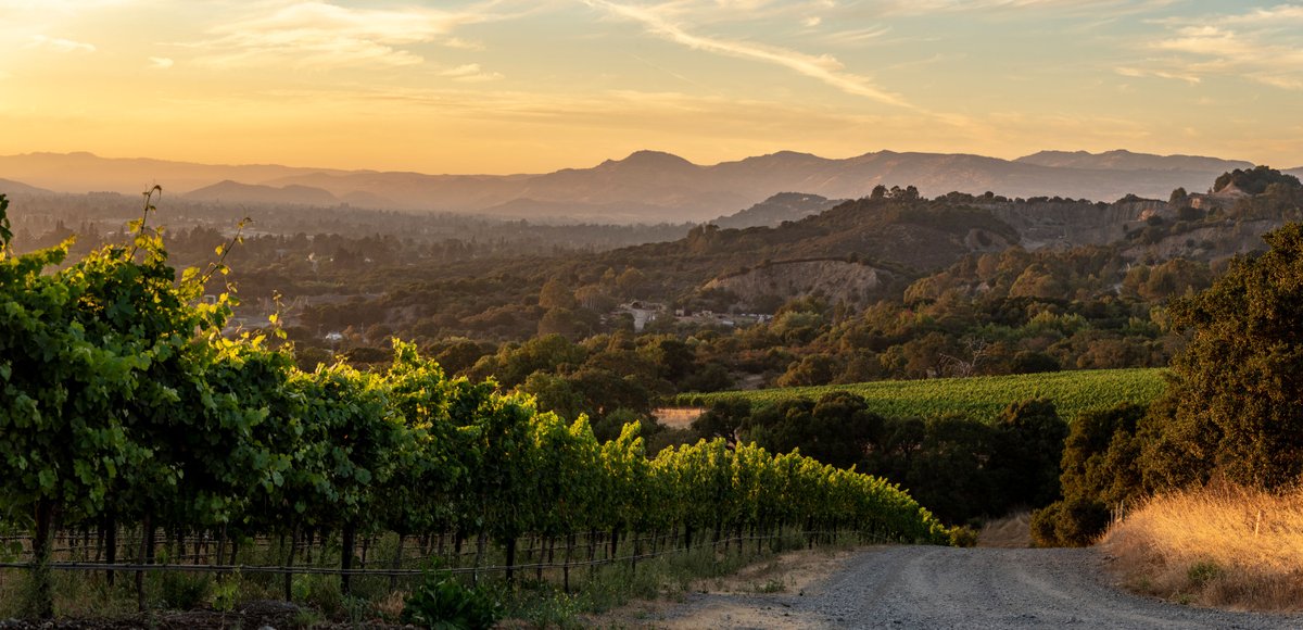 CakebreadWines's tweet photo. Planted among rocky outcroppings overlooking #NapaValley, the #vines at our Suscol Springs #Vineyard produce #wines with balanced acidity and layers of complexity. #CakebreadCellars #NapaWines https://t.co/1F8g4wkLFK