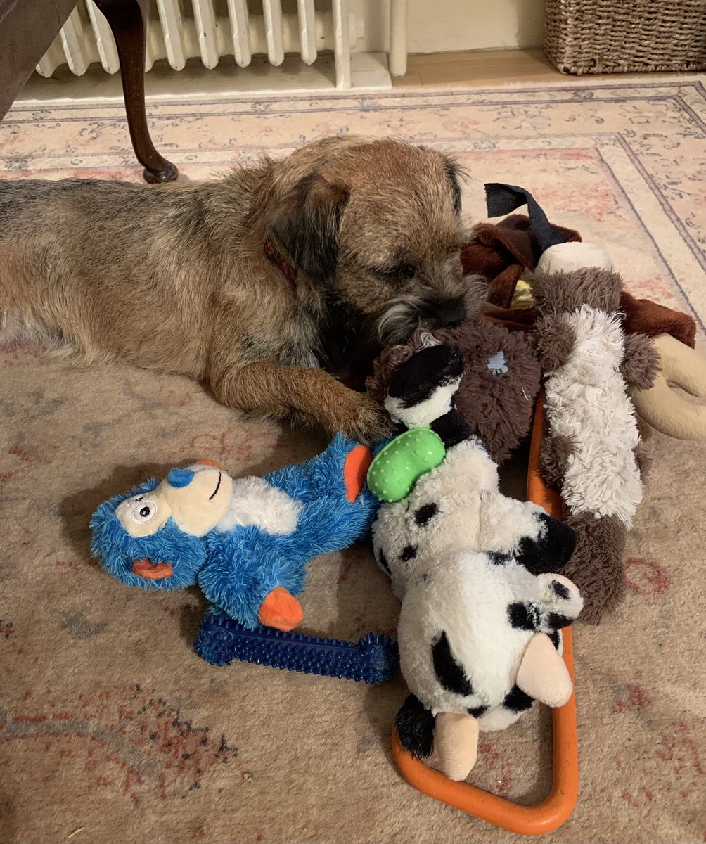 TarkapupBT's tweet photo. Juzt can’t makes up my mind which toy to havz tonite! Bit like hooparents can’t decide what to watch tonitz!  #luckypupsomanytoys @OttaBoss @HaggisBT @EddieCtheBT @BTposse https://t.co/8rH7YafLrp