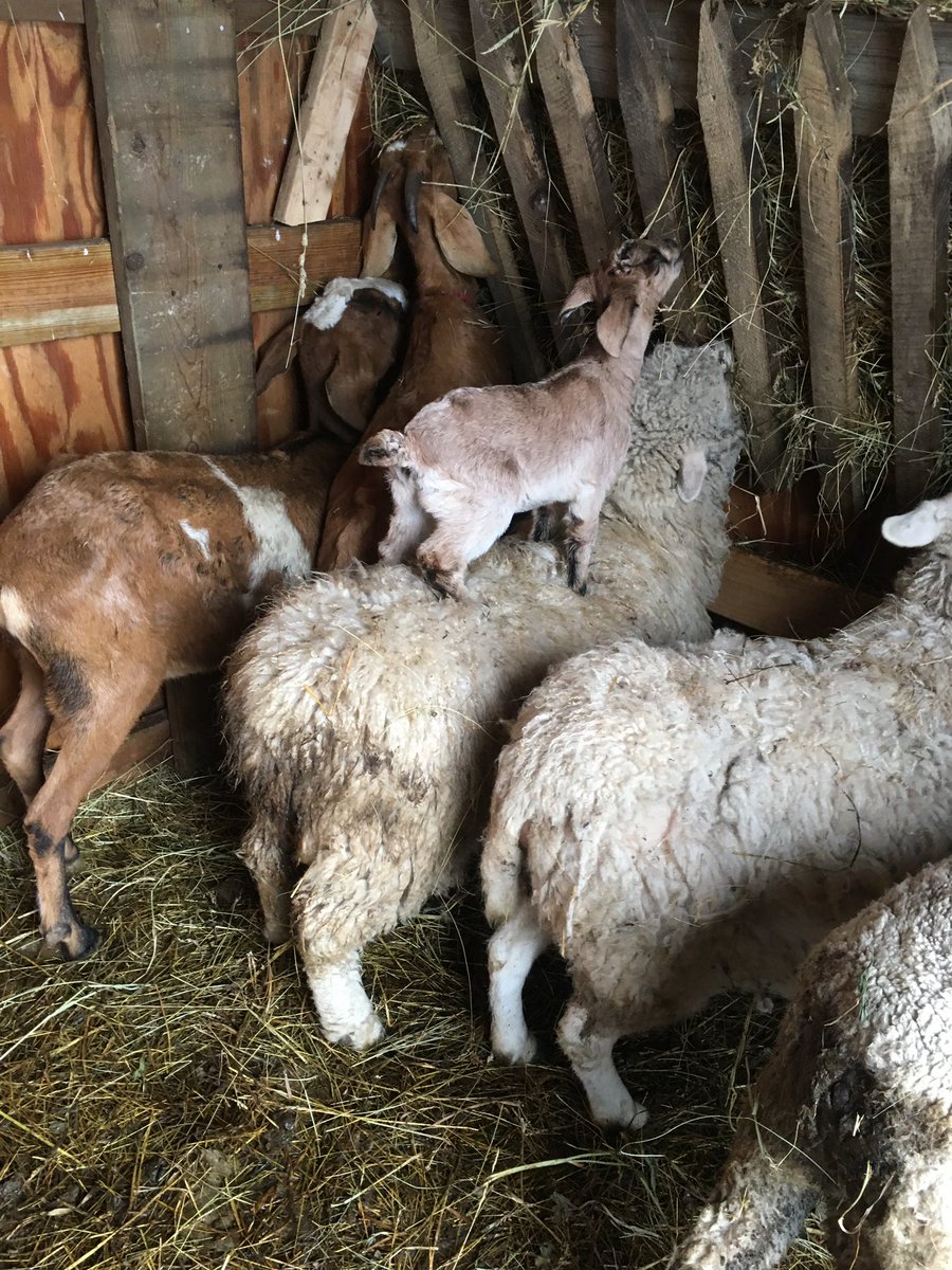 AOpacian's tweet photo. This week, our class enjoyed voting on a name for our official virtual class pet, who was born on New Years Day! Welcome Daisy the goat! #virtuallearningfun #classpet #SpecialEducation #farmlife https://t.co/ILQuMkVlzr
