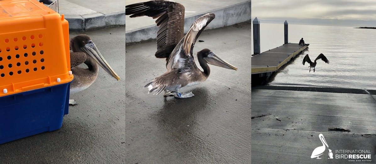 IntBirdRescue's tweet image. Rushing back into the wild!
This Brown Pelican was found entangled in fishing gear in Moss Landing, CA. Suffered wounds to both of his wings and legs. After over two months in our care, returned to the wild: facebook.com/intlbirdrescue…