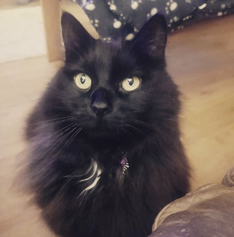 fluffydrewbags's tweet photo. Mum says I’m adorable! Mum is very wise! 😂😻 https://t.co/vfC5eusBrD