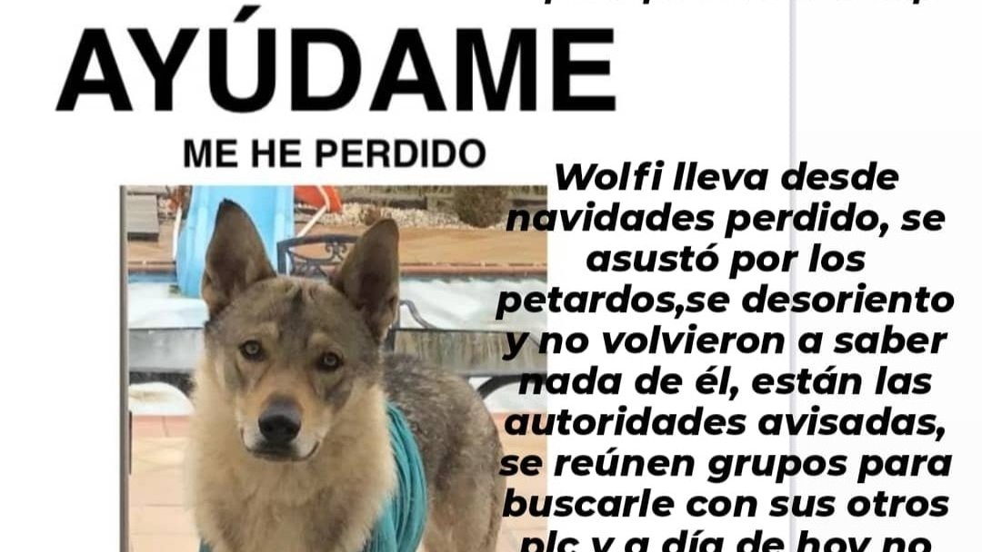 NuevaVidaAdop's tweet photo. #Madrid
WOLFI #Perdido desde #Navidad en #Serracines(puede estar en cualquier lugar dada su resistencia fisica)
Es un #PerroLoboChecoslovaco de nuestra Asociación
Su familia NO para de buscarlo,ofrece recompensa
RT?gracias!!
CONTACTO ▶️☎️659 46 92 83 https://t.co/tgf10GeXgq