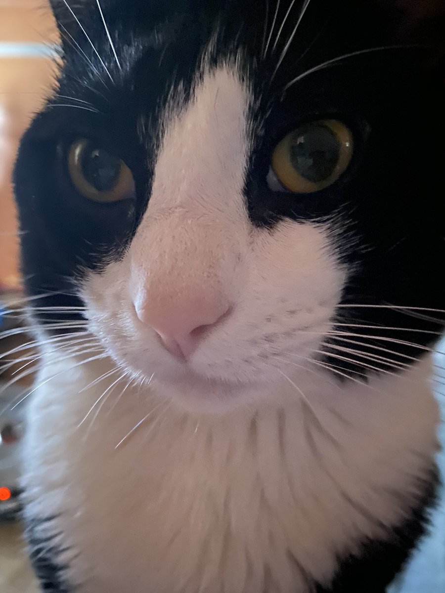 aztec_GoDd3ss's tweet photo. #Caturday #CatsOfTwitter #CatsOnTwitter #TuxedoCats #Mochathecat #mybaby #kitties #cat #kittycat #myhandsomeboy #catlife https://t.co/rV8oVhXHOL