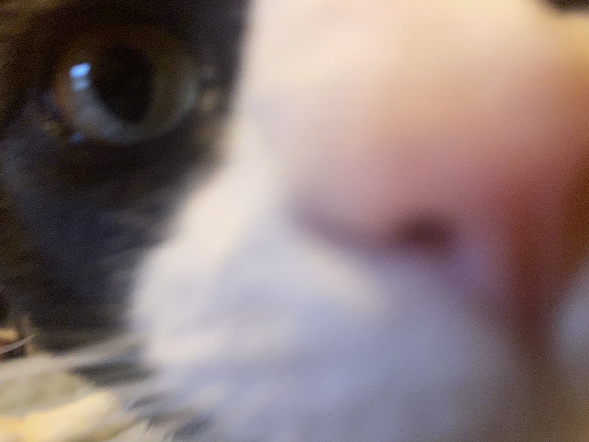 aztec_GoDd3ss's tweet photo. #Caturday #CatsOfTwitter #CatsOnTwitter #TuxedoCats #Mochathecat #mybaby #kitties #cat #kittycat #myhandsomeboy #catlife https://t.co/rV8oVhXHOL