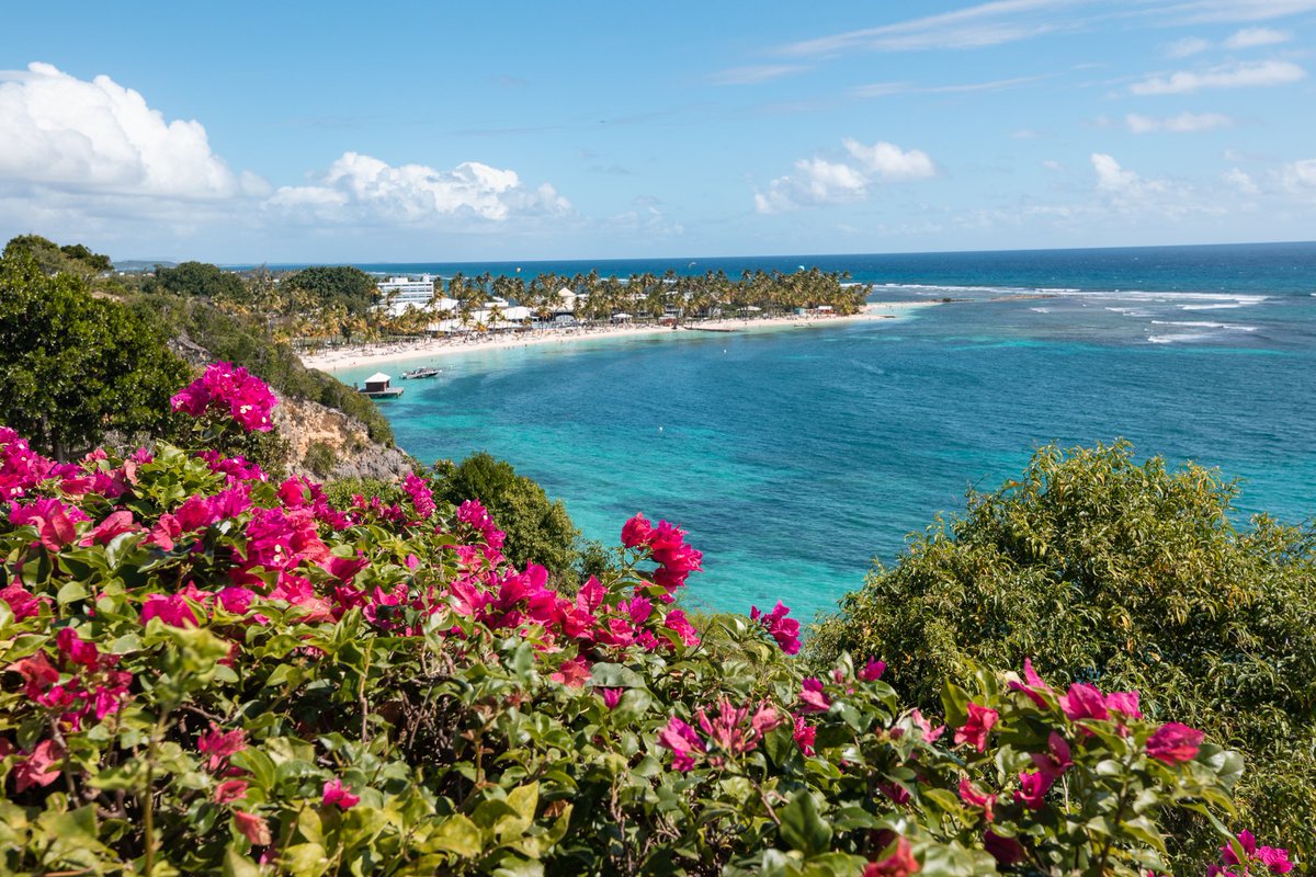 itinera_magica's tweet photo. Balcon sur le turquoise dans un océan de bougainvilliers : on prend de l’avance sur le #lundifleuri en #Guadeloupe ! Douceur en bleu et rose... ces merveilles me manqueront 💕 #Caraïbes #MagnifiqueFrance https://t.co/IMt0tP7kBf