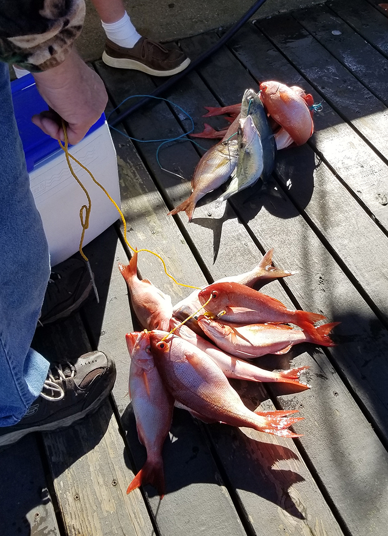 ReelSurprise's tweet photo. These #vermilionsnapper will be mighty tasty! What’s your favorite way to cook ‘em? #reserveyourcharter #orangebeachfishing #orangebeachcharters #OrangeBeachFish #shareyourfishingphotos #reelsurprisecharters #customizedcharters #familyfishing #alabamagulfcoast https://t.co/QS3BURJ1BH