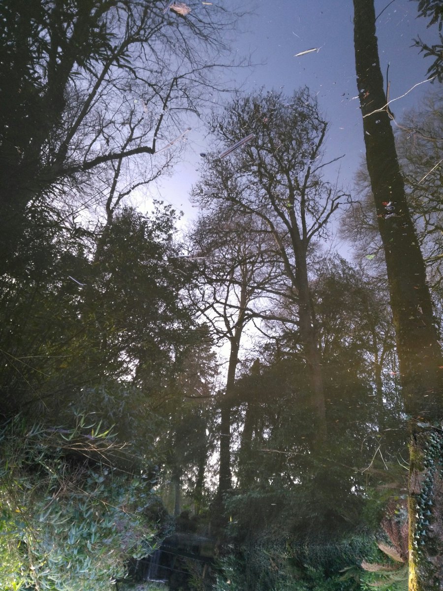 AcvBoch's tweet photo. #100DaysOfWalking Day16 - Back in #BirrCastle in the winter sun ☀️ with the 7 year old 💕 He and I had lots of fun looking at #TreeReflections🌳 sometimes it is hard to tell these days #WhichWayIsUp🙈
@GetIreWalking
@HealthyIreland
 #StayHome  #HoldFirm🌈 https://t.co/ki2QWrDDBw