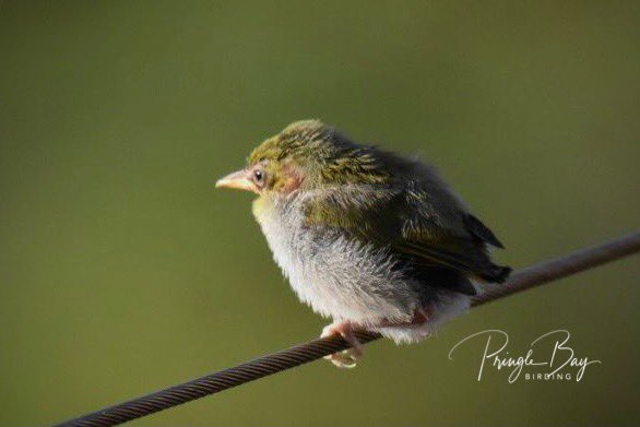 JennyPaPB's tweet photo. Had a wonderful but unexpected sighting, Cape White-eye fledglings coming and going with very little navigational skills while Mom & Dad fussed close by. A beautiful, common endemic - so special!
.
#fledlings #learningtofly #birding #pringlebaybirding #TwitterNatureCommunity https://t.co/geHhVxzM7w