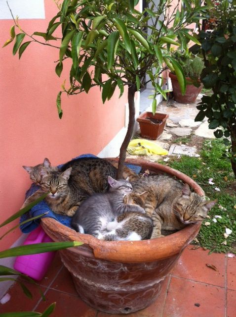 gatitos_qctd's tweet photo. Temporada de michis https://t.co/b3iE5AtcY3
