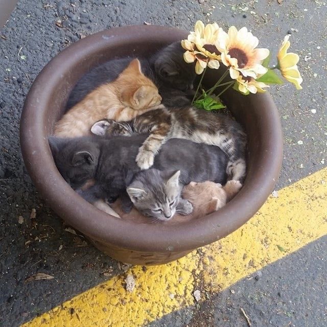 gatitos_qctd's tweet photo. Temporada de michis https://t.co/b3iE5AtcY3