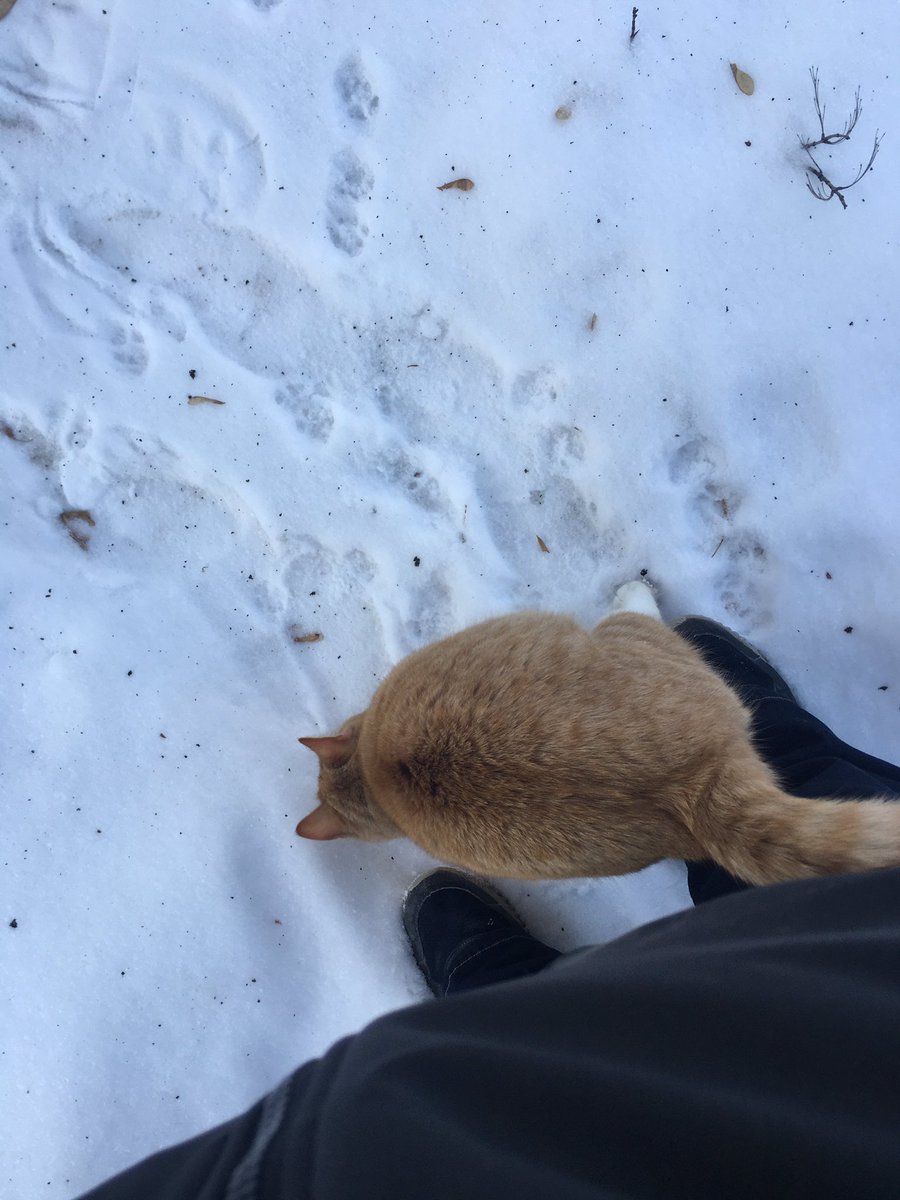 YumYumWpg's tweet photo. Looks like I have a shoveling friend! #NeighboursCat #FriendlyKitty https://t.co/xR6aoXrDI7