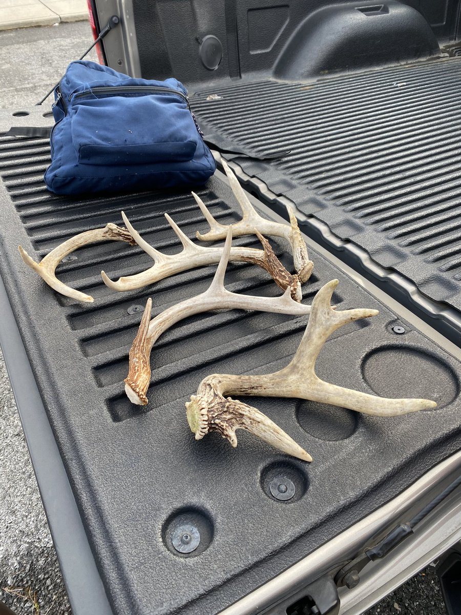 #3 - #7 today #shedhunting #whitetail