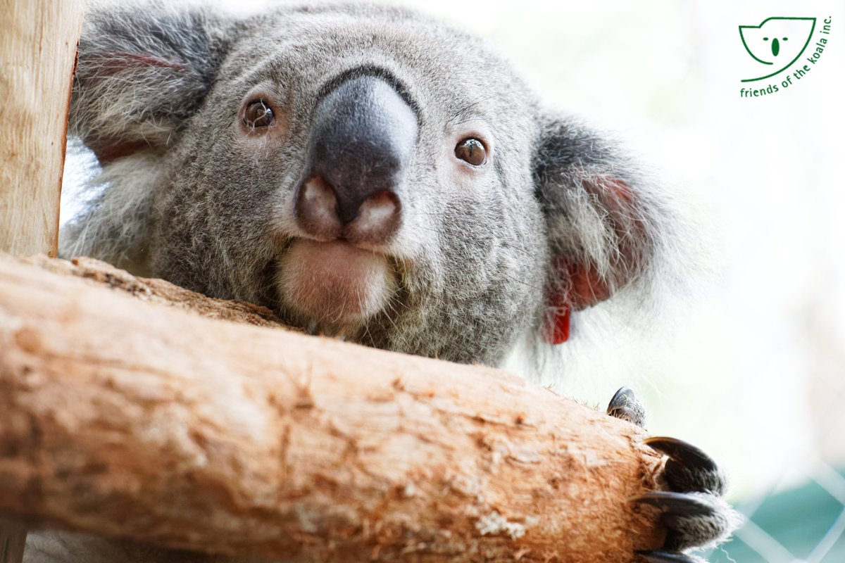 Bardlee1's tweet photo. Triumph looking extra adorable this week.
Don't forget you can support 'Friends of the Koala' by adopting Triumph or buying a calendar or just donating.
https://t.co/J6O8YhLkRc 
#friendsofthekoala #koalarescue @talkingkoala https://t.co/E9kLfajaPf