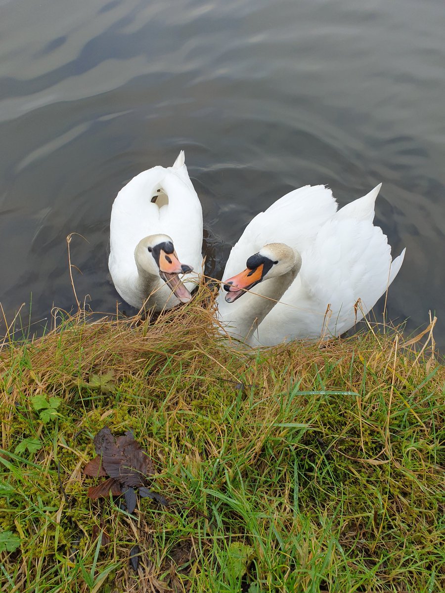 nesscooper's tweet photo. The swans around Gargrave, Hissy and 389y, the friendly pair towards Skipton (410y and 393y), and 384y with 496y who move fast at the sound of a carrier bag. #swanspam #Swans #swanningaround #leedsliverpoolcanal #gargrave #canalandrivertrust https://t.co/vV7v3ENq71