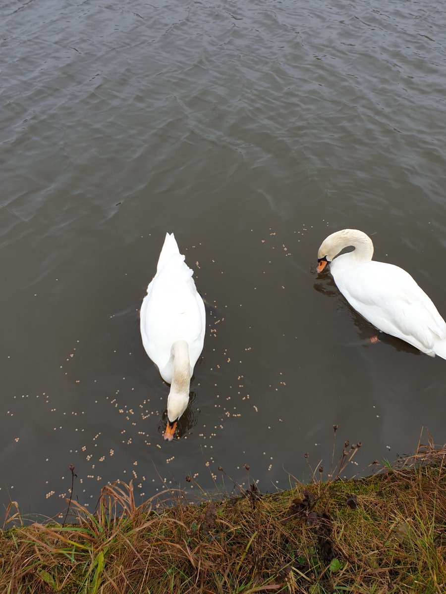 nesscooper's tweet photo. The swans around Gargrave, Hissy and 389y, the friendly pair towards Skipton (410y and 393y), and 384y with 496y who move fast at the sound of a carrier bag. #swanspam #Swans #swanningaround #leedsliverpoolcanal #gargrave #canalandrivertrust https://t.co/vV7v3ENq71