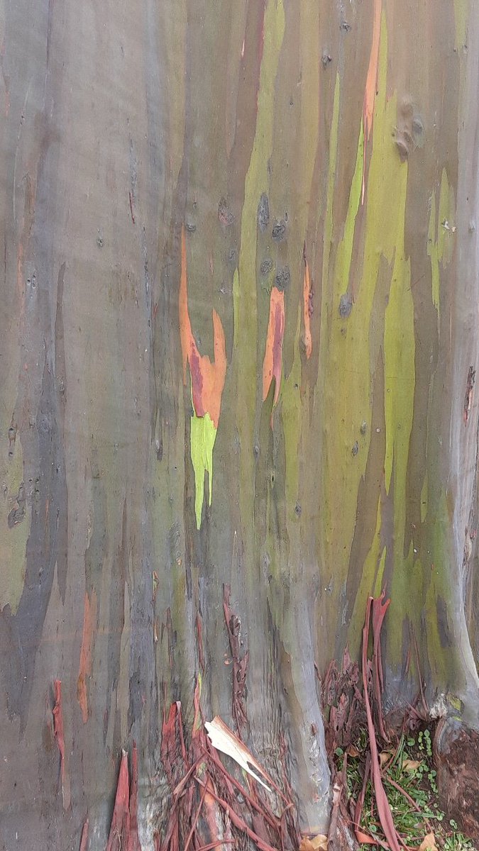 JakLynnMarri's tweet photo. I got to see rainbow trees today! So beautiful... may have reminded me of a certain angel and hunter ππ
#costarica #rainbowtrees https://t.co/hL9BetToyq