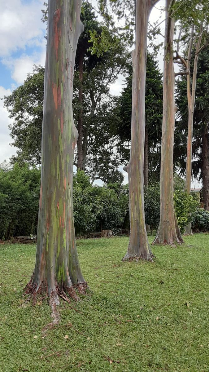 JakLynnMarri's tweet photo. I got to see rainbow trees today! So beautiful... may have reminded me of a certain angel and hunter ππ
#costarica #rainbowtrees https://t.co/hL9BetToyq
