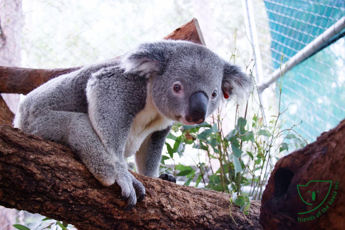 Bardlee1's tweet photo. Triumph looking extra adorable this week.
Don't forget you can support 'Friends of the Koala' by adopting Triumph or buying a calendar or just donating.
https://t.co/J6O8YhLkRc 
#friendsofthekoala #koalarescue @talkingkoala https://t.co/E9kLfajaPf