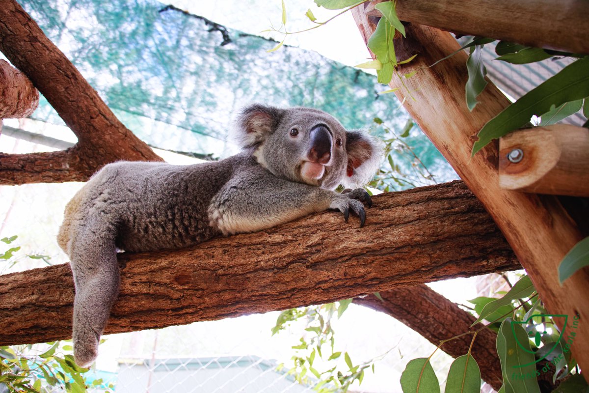 Bardlee1's tweet photo. Triumph looking extra adorable this week.
Don't forget you can support 'Friends of the Koala' by adopting Triumph or buying a calendar or just donating.
https://t.co/J6O8YhLkRc 
#friendsofthekoala #koalarescue @talkingkoala https://t.co/E9kLfajaPf