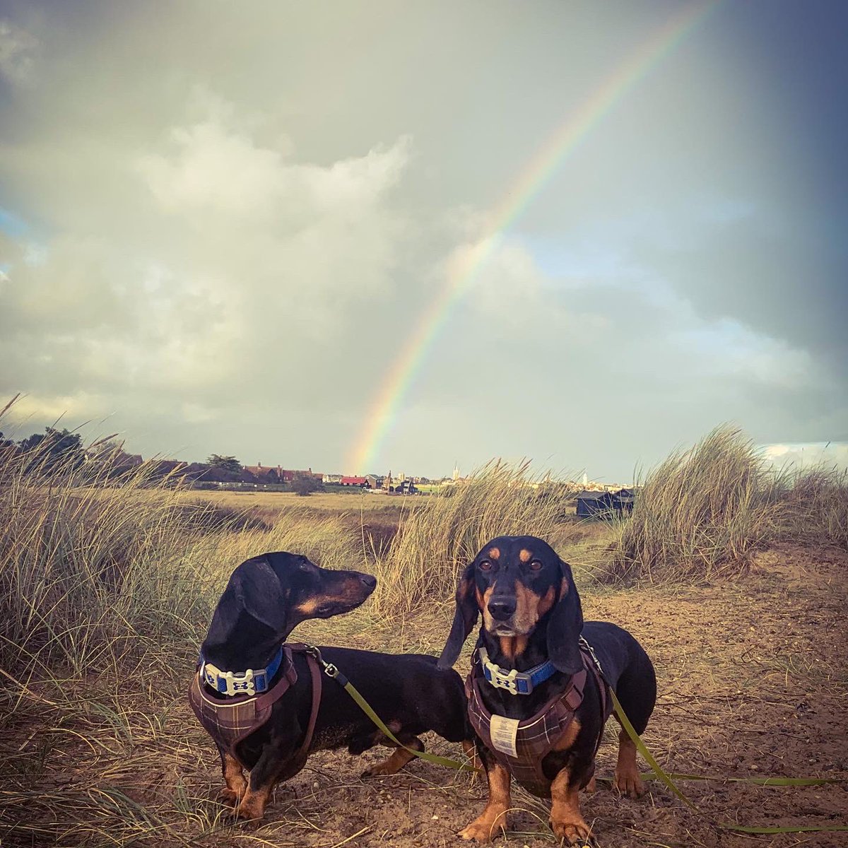 whenyourtoocute's tweet photo. Missing our beach walkies 🥺 .... #Lockdown3 https://t.co/ez0Aeo4piq