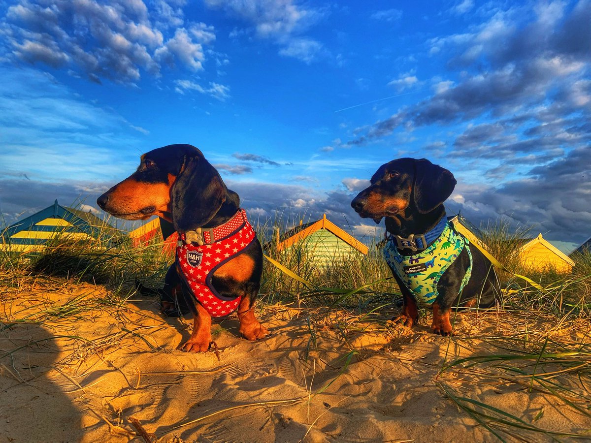 whenyourtoocute's tweet photo. Missing our beach walkies 🥺 .... #Lockdown3 https://t.co/ez0Aeo4piq