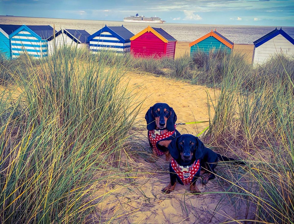 whenyourtoocute's tweet photo. Missing our beach walkies 🥺 .... #Lockdown3 https://t.co/ez0Aeo4piq