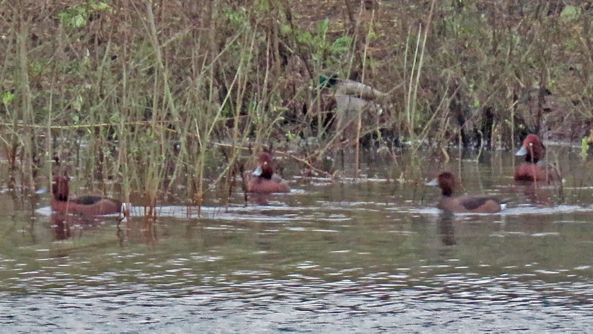 Vogels6's tweet photo. Een zeldzame vrij kleine eend, veelal solitair, maar nu zelfs VIJF exemplaren! Zeer opvallend de witte onderstaart.
#WITOOGEEND
@vogelnieuws @waarneming @sovon @VroegeVogels
@natuuronline @volgdenatuur
#Ferruginous_Duck #aythya_nyroca #Moorente #Fuligule_nyroca https://t.co/mk1OWe4yKj