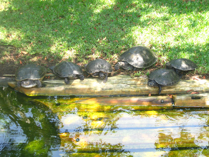 Turban Turtles tweet media