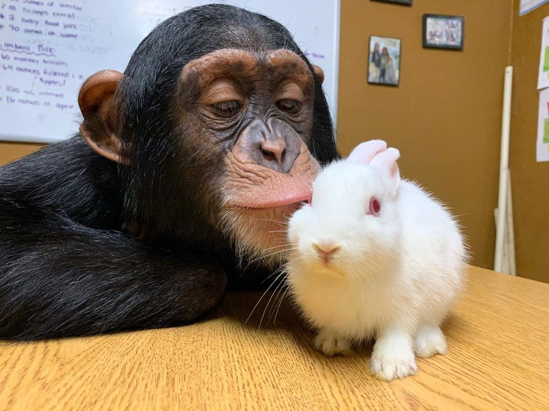 PrimatesDaily's tweet photo. Best friends https://t.co/MBtKDosbTv