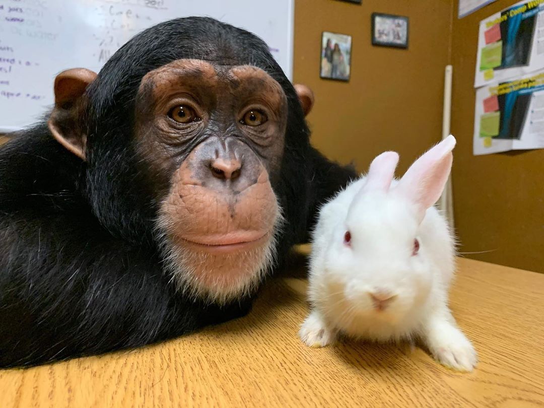 PrimatesDaily's tweet photo. Best friends https://t.co/MBtKDosbTv