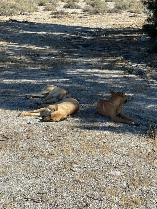 Waiting for animal control to help the dogs on the freeway https://t.co/X95tUgegsL<a href="/tag/found"class="tags"><span>#found</span></a>