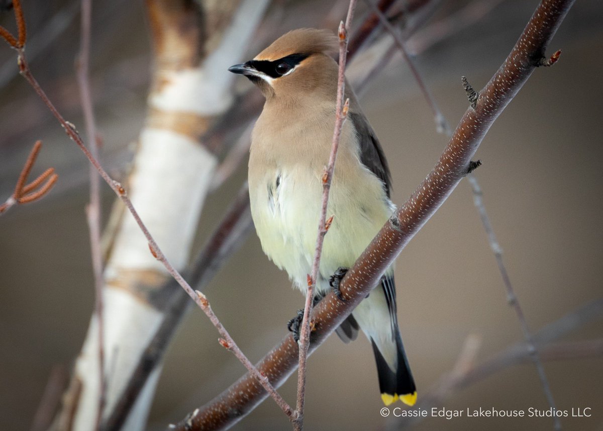 LakehouseIowa's tweet photo. Can you identify this bird without clicking to reveal the head? 🤔 #birdchallenge @audubonsociety https://t.co/DWObzuDd0S