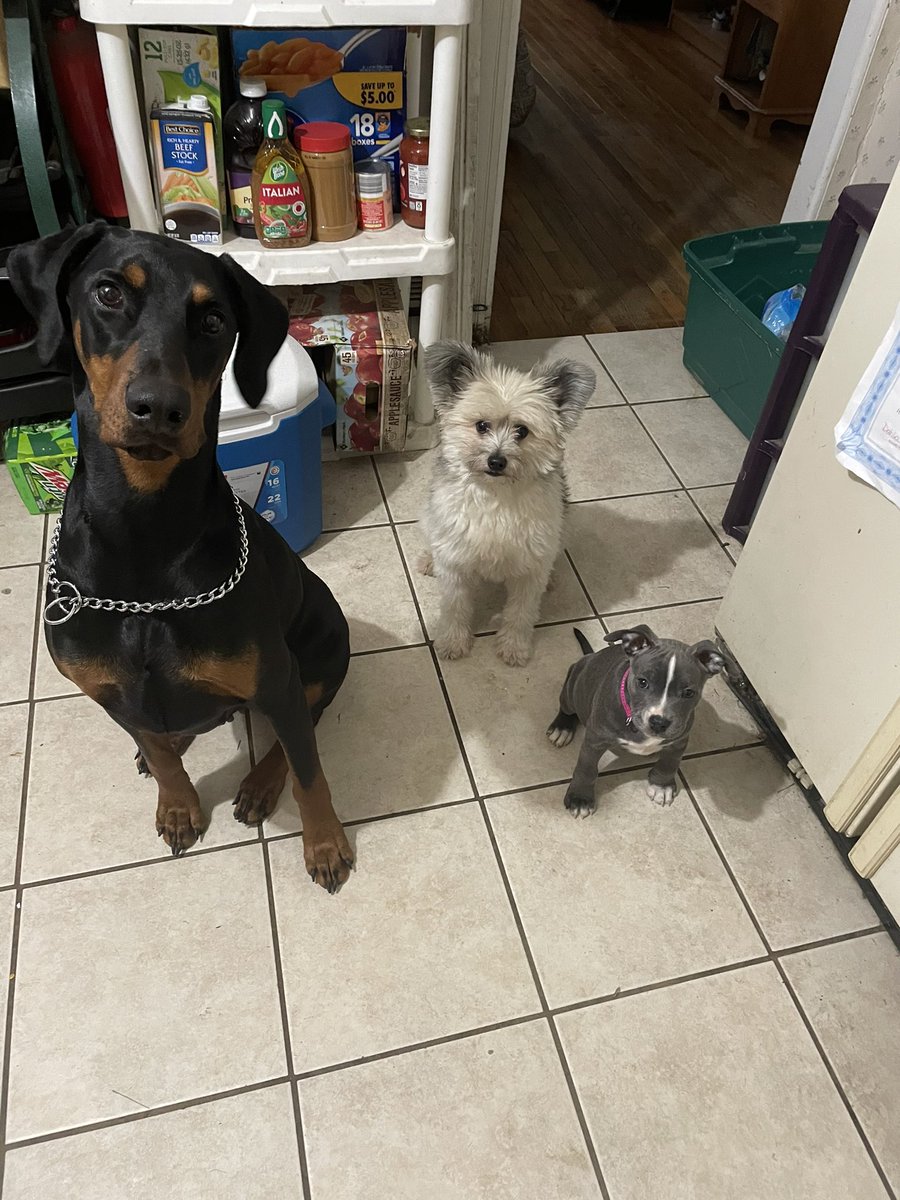 aprilwil32's tweet photo. Just wanted to show off my fur babies and introduce everyone to diamond I had gotten all 3 to sit at once 🥰🐶 #DogsofTwittter #pitbull #doberman #furry #pet https://t.co/FCAnF5zdLq