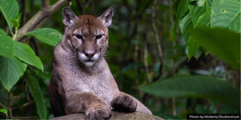 Rainforest Trust on X: "Jaguars are not the only large cats to roam the  Amazon rainforest- Pumas do too! These cats can even live in the exact same  area of the rainforest,