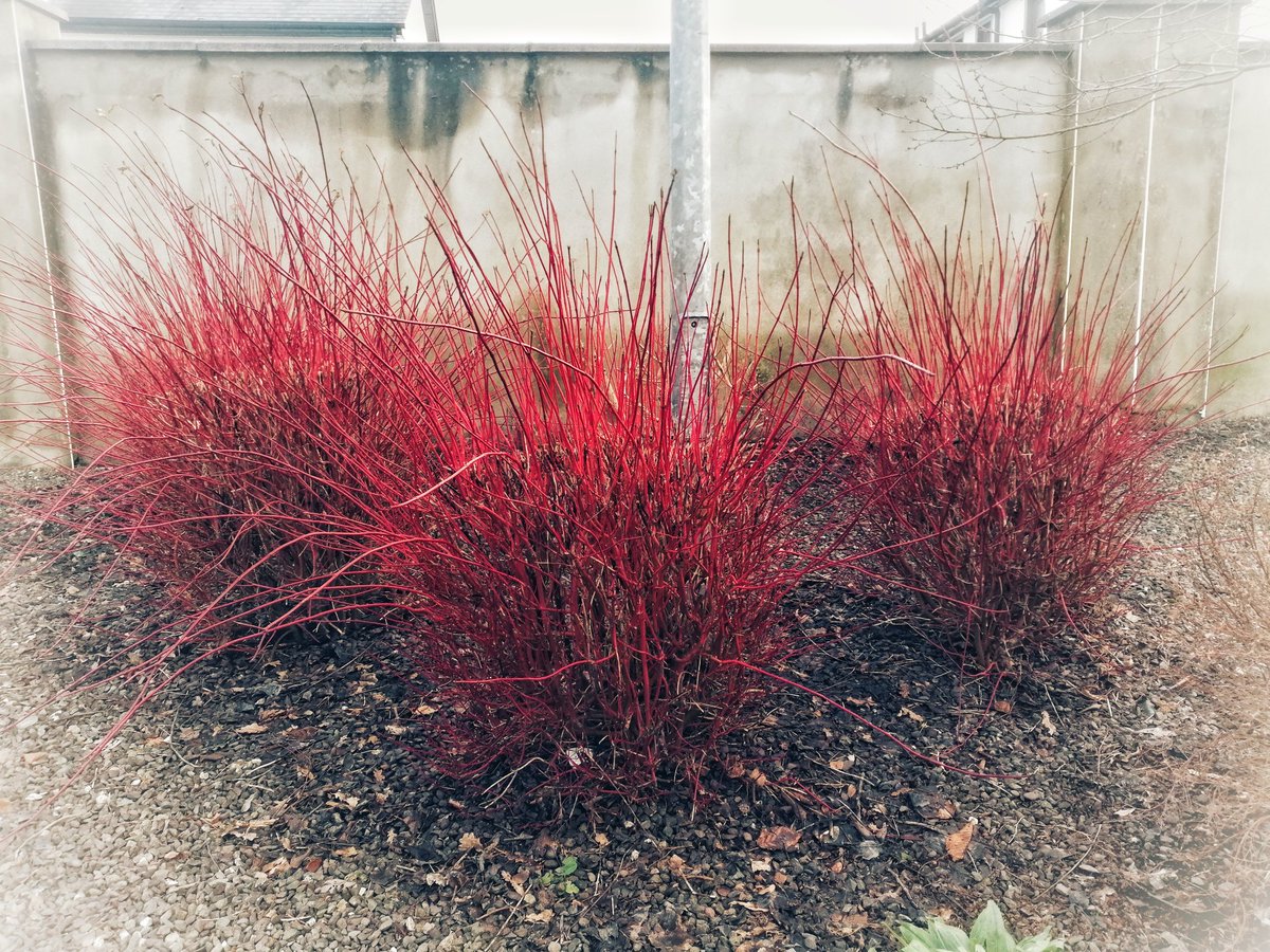 Red Dogwood Brightened Up My day today at the #Park  <a href="/millstreet_town/">Millstreet.ie</a>