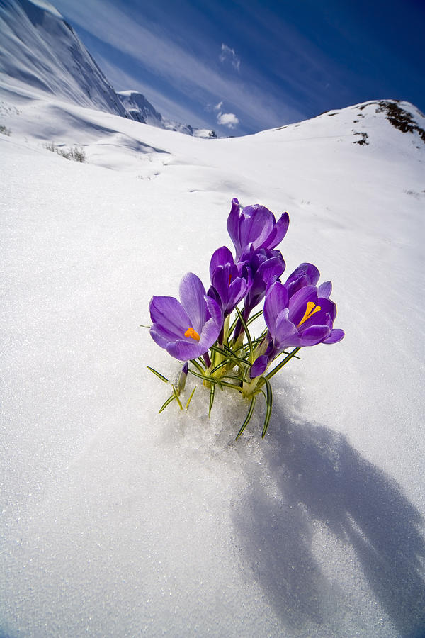 Доброе весеннее утро со снегом. Крокус горный цветок Эльбрус. Крокусы в снегу. Снежные горы и цветы. Цветы под снегом в горах.