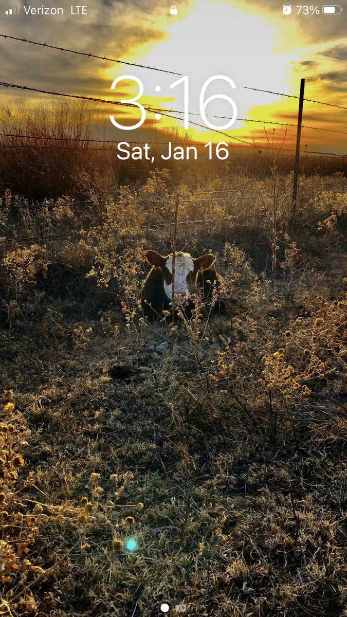 Mr. Pigweed ©️ tweet media