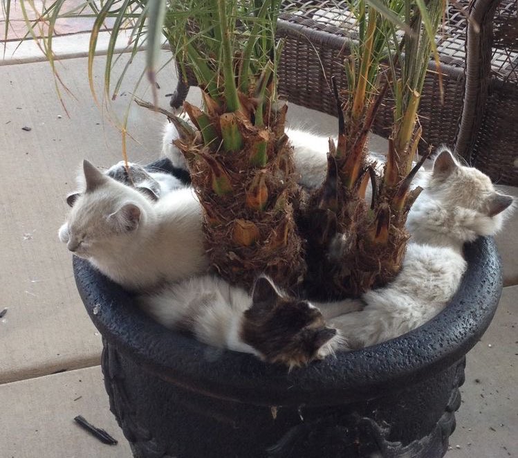 ShouldHaveCat's tweet photo. https://t.co/YD9MbbTrRu