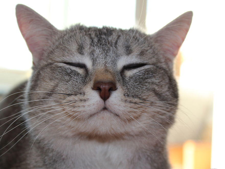 schalke_usa's tweet photo. Yaaay! We got off work a little bit early today! My #WorkingClassProblems are now at an end, at least until Monday! Now it's time to celebrate #Caturday in style! #HappyCaturday #CatsAreLove #CatsOfTwitter #Meow #Ahimsa π»π https://t.co/tsHDOpfVCo