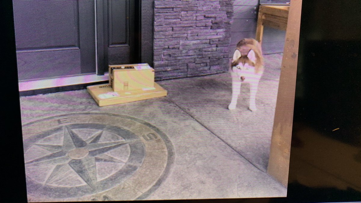 LahaylaCC's tweet photo. The Amazon delivery guy took a picture of the packages at my parents front door...... this is what he sent them LOL https://t.co/t8FiJCpZf0