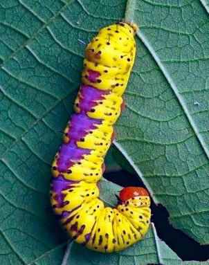 Prince as caterpillars. A thread.