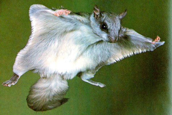 JunheesClover_'s tweet photo. He actually does a lot of flying in choreos, so what im thinking is that he isn't a regular squirrel... he's a flying squirrel!
@official_ONEUS
#ONEUS #원어스
#ONEUS_DEVIL
#DEVIL_D2
#DEVILISCOMING
#ONEUSISCOMING https://t.co/CW10vQCf50