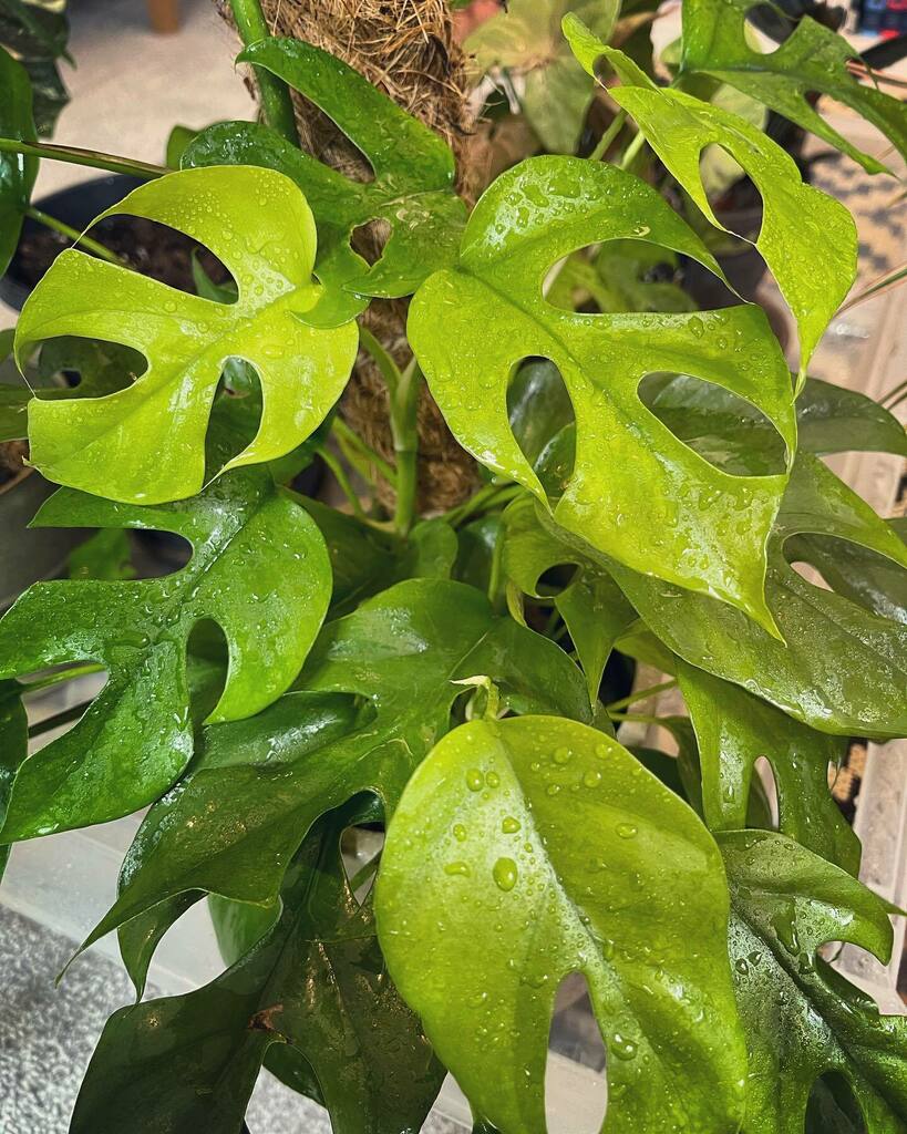 PrinciplePlant's tweet photo. Loved how my #tetrasperma has been filling out since I cut it all back to get it on the pole. 

#raphidophoratetrasperma #viningplant #plantcaresaturday #fenestration #teamplantattic #knotsandleaves #climbingplant #plancollection #plantcommunity #plantca… https://t.co/ocv92U1q5F https://t.co/hvVzL8mTEG