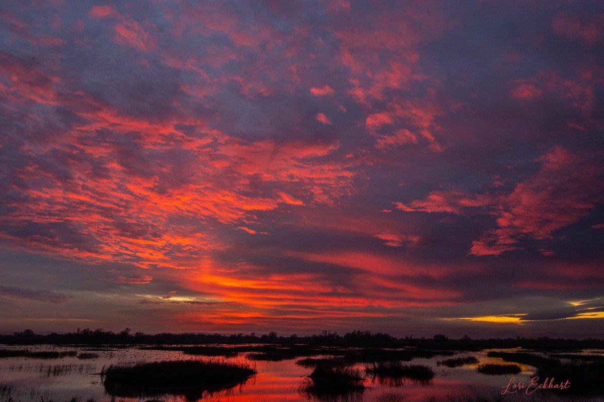 LoriEckhart1's tweet photo. @kcraFinan This is last night’s sunset from Gray Lodge Wildlife Refuge near Gridley. #sunset #kcra #markfinan https://t.co/bv8pktKhB9