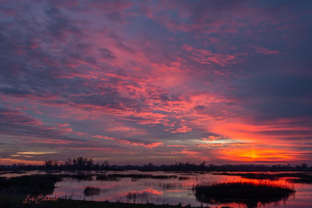 LoriEckhart1's tweet photo. @kcraFinan This is last night’s sunset from Gray Lodge Wildlife Refuge near Gridley. #sunset #kcra #markfinan https://t.co/bv8pktKhB9