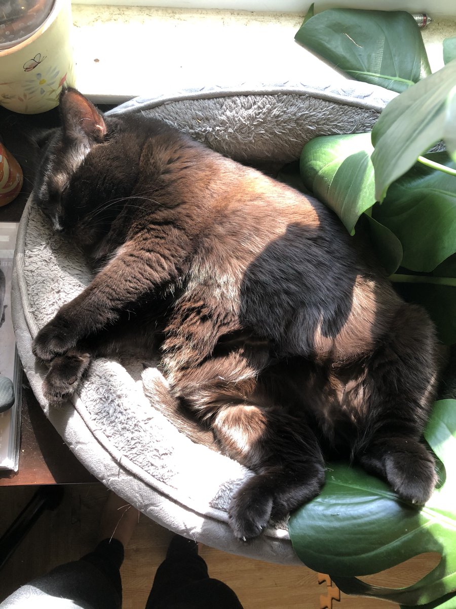 _ashmackenzie's tweet photo. It's my birthday today! My cat's been super sick this past week and has been in and out of emergency care, she's finally starting to recover but the vet bills are piling up, I'm offering 10% off everything in my INPRNT store with the code QLUZOA https://t.co/wWch7JcINq https://t.co/oV7BQ5QyY8