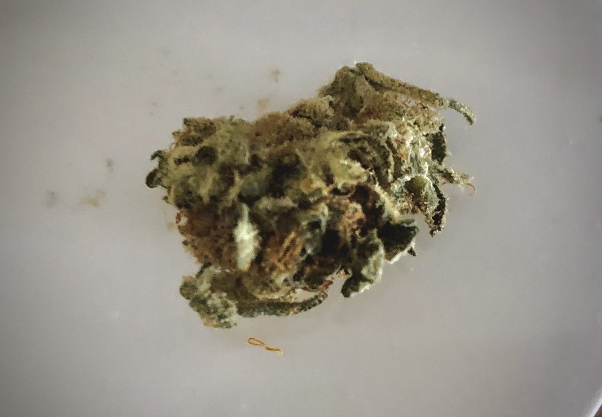 JeffreyGuterman's tweet photo. At 6 PM ET, I am having a rendezvous with this bud. https://t.co/tCzIvcHV69
