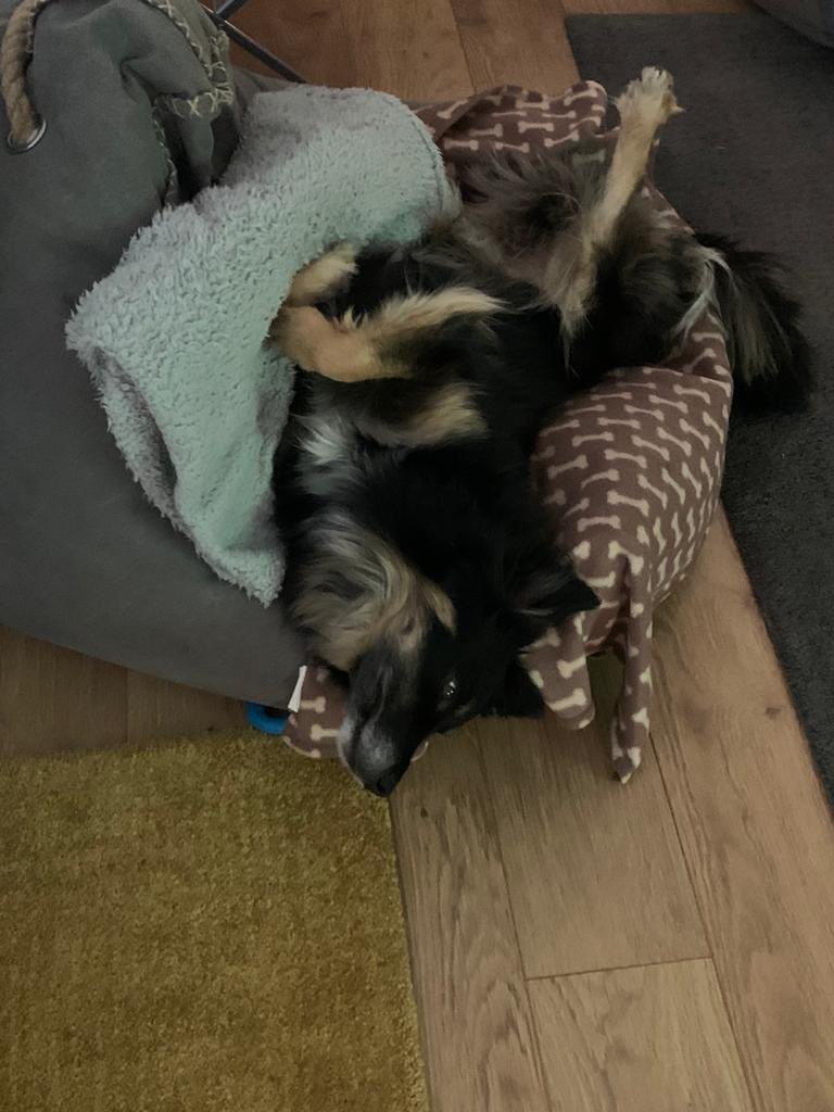 mistyneedy's tweet photo. This is what knackered looks like after a day in the workshop with dad @Nightowl400 @NWDogRescue @BCTGB https://t.co/7ZKW3WAcHs