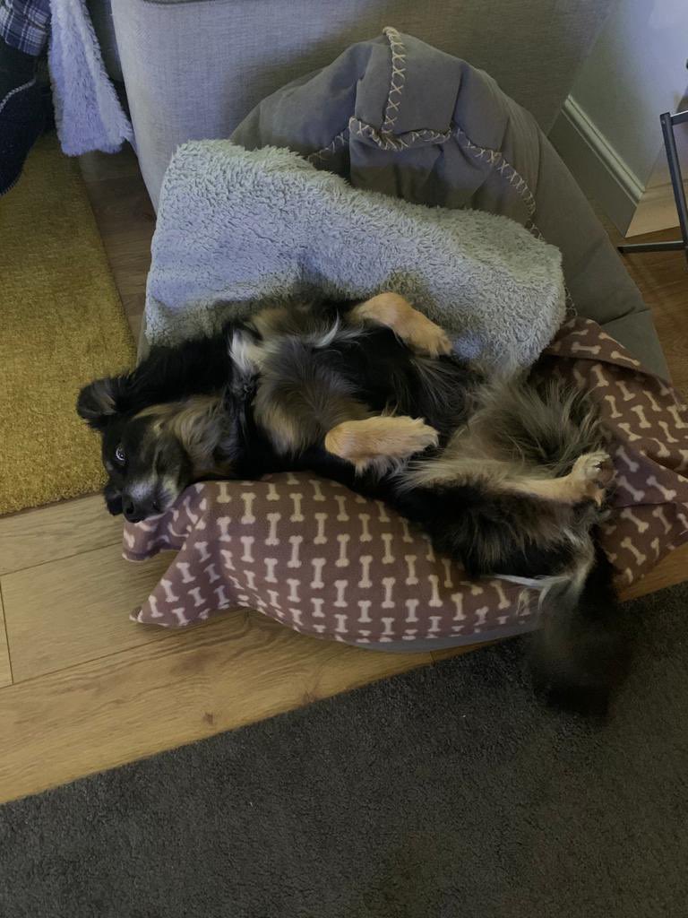 mistyneedy's tweet photo. This is what knackered looks like after a day in the workshop with dad @Nightowl400 @NWDogRescue @BCTGB https://t.co/7ZKW3WAcHs