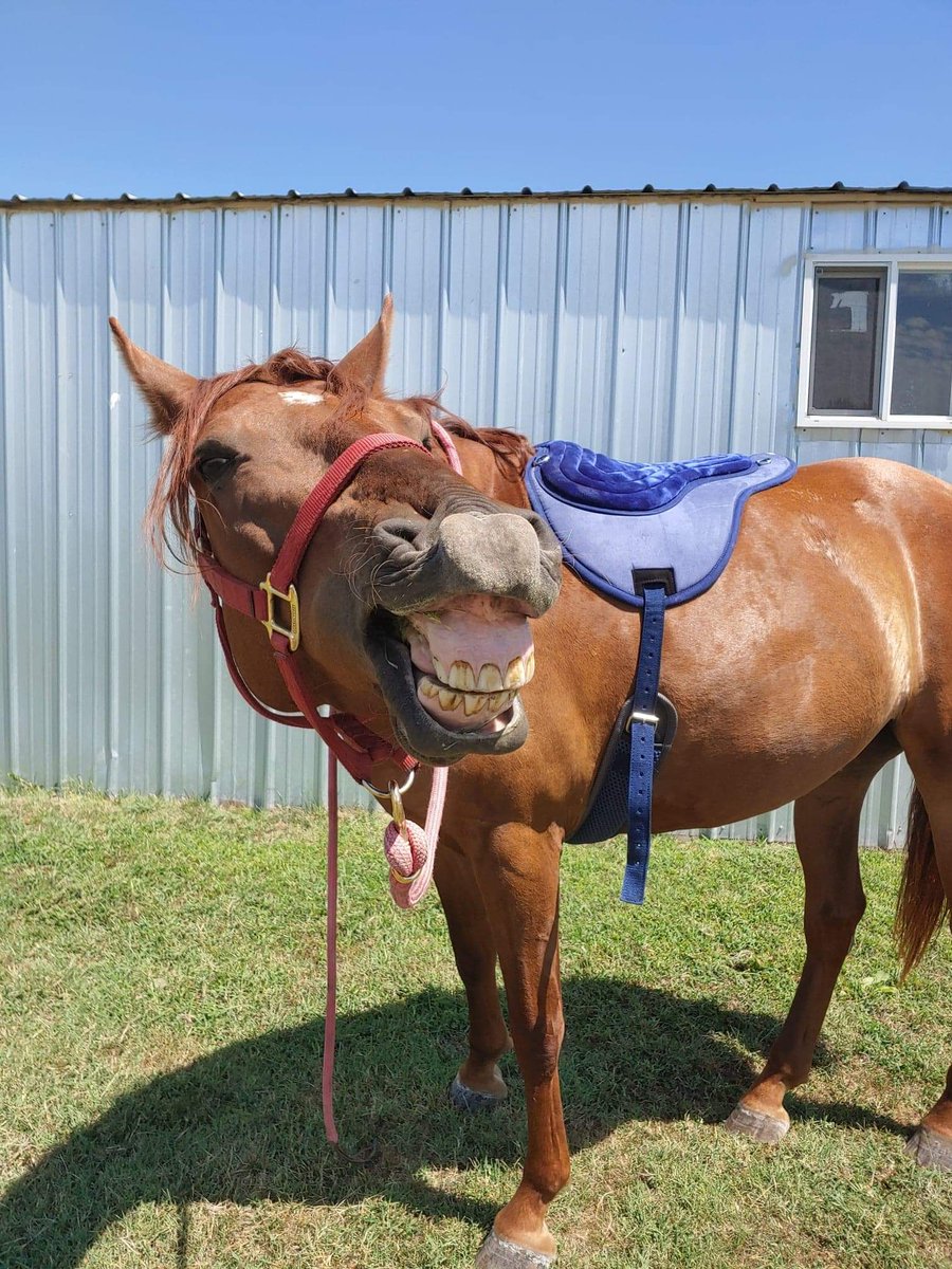 Shandalyn6's tweet photo. @chrissyteigen Meet my horse Sparrow https://t.co/zWqT54CGZU